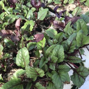 レッドビート（ベビーリーフ）種子 (15kg)